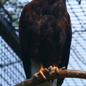Harris' hawk (April 19th, 2015)