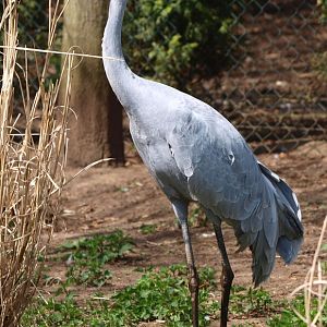 Brolga (April 19th, 2015)