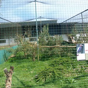 Southern ground hornbill aviary (April 19th, 2015)