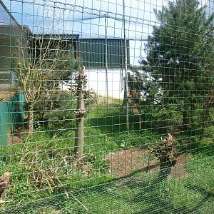 Golden eagle aviary (April 19th, 2015)