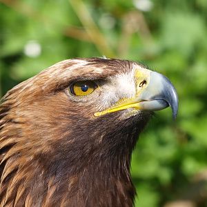 Golden eagle (April 19th, 2015)