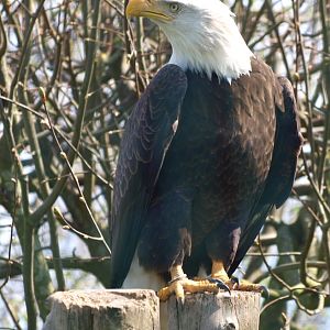 Bald eagle (April 19th, 2015)