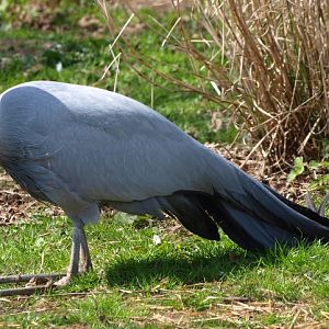 Blue crane (April 19th, 2015)