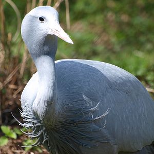 Blue crane (April 19th, 2015)