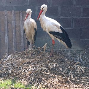 Stork nest (April 19th, 2015)