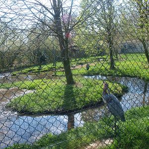 Goliath heron enclosure (April 19th, 2015)