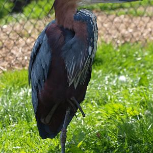 Goliath heron (April 19th, 2015)