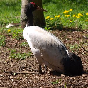 Black-necked crane (April 19th, 2015)