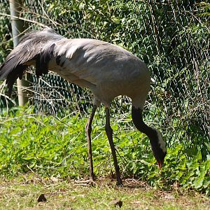 Foraging common crane (April 19th, 2015)