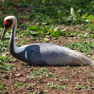 White-naped crane (April 19th, 2015)