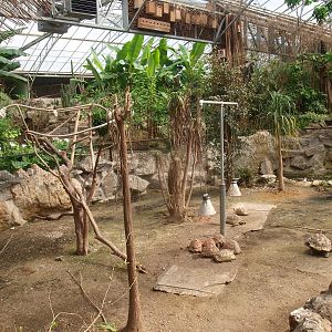 Leopard tortoise enclosure (April 19th, 2015)