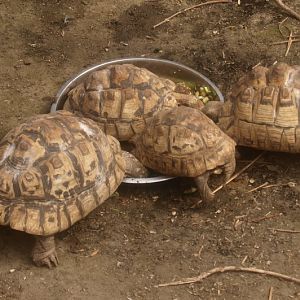 Leopard tortoises feeding (April 19th, 2015)