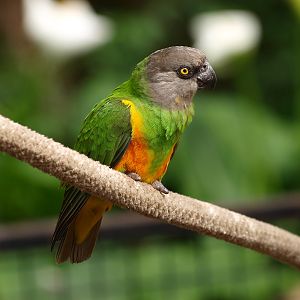 Senegal parrot (April 19th, 2015)
