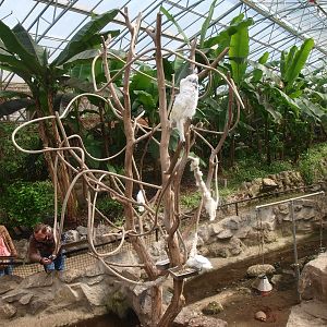 Tropics Hall - 'Cockatoo tree' (April 19th, 2015)