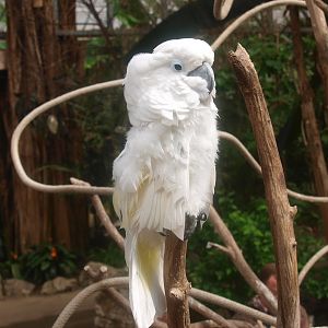 Umbrella cockatoo (April 19th, 2015)