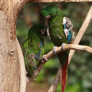 Chestnut-fronted macaws (April 19th, 2015)