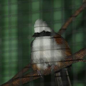 White-crested laughingthrush (April 19th, 2015)