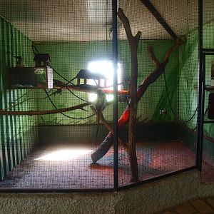 Cotton-top tamarin cage (April 19th, 2015)
