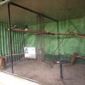 Trumpeter hornbill cage (April 19th, 2015)
