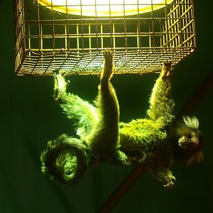 Common marmoset hanging from a lamp cage (April 19th, 2015)
