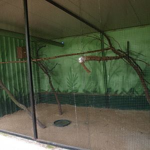 Masked lapwing and blue-bellied roller cage (April 19th, 2015)