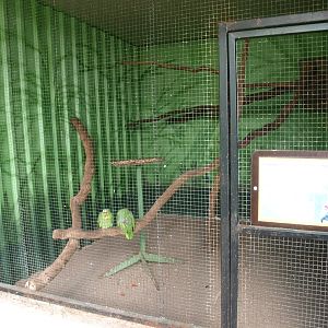 Red-lored amazon cage (April 19th, 2015)