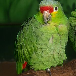 Red-lored amazon (April 19th, 2015)