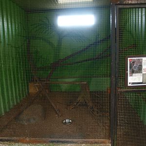 Cape genet cage (April 19th, 2015)