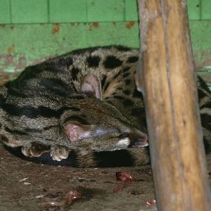 Cage genet (April 19th, 2015)