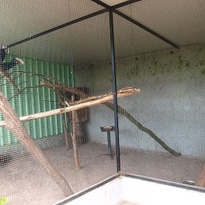 Silvery-cheeked hornbill cage (April 19th, 2015)