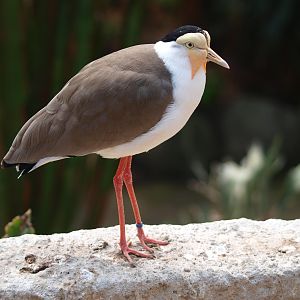 Masked lapwing (April 19th, 2015)
