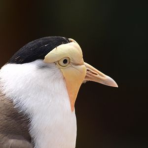 Masked lapwing in close-up (April 19th, 2015)