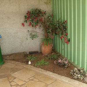 Planter with nesting masked lapwing (April 19th, 2015)