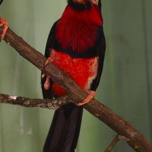 Bearded barbet (April 19th, 2015)