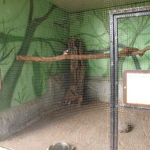Mindanao bleeding-heart, violet turaco and red-and-yellow barbet cage (Apri