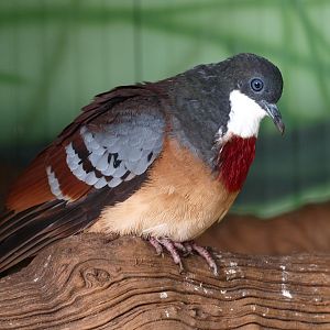 Mindanao bleeding-heart pigeon (April 19th, 2015)