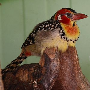 Red-and-yellow barbet (April 19th, 2015)