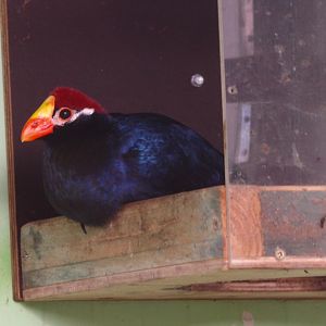 Violet turaco (April 19th, 2015)