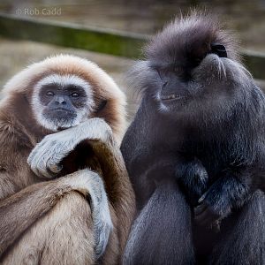 Montane purple-faced langur; white handed / lar gibbon : Cotswold WP : 26 M