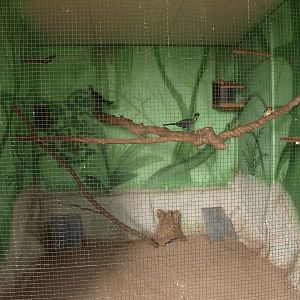 White-cheeked turaco and red-and-yellow barbet cage (April 19th, 2015)