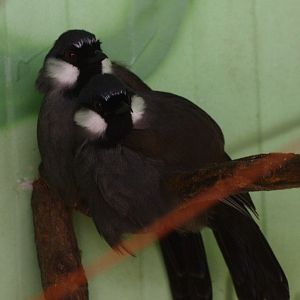 Black-throated laughingthrushes (April 19th, 2015)