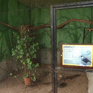 Black-throated laughingthrush cage (April 19th, 2015)