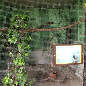 Yellow cardinal and black-breasted thrush cage (April 19th, 2015)