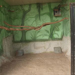 Cage for Livingston's turacos (April 19th, 2015)