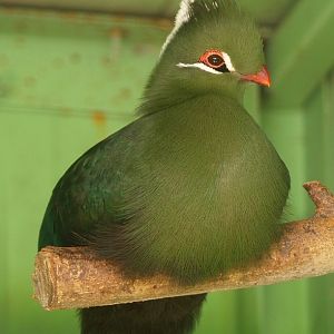 Livingston's turaco (April 19th, 2015)