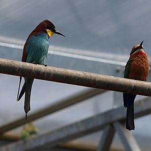 Two bee-eater species (April 19th, 2015)