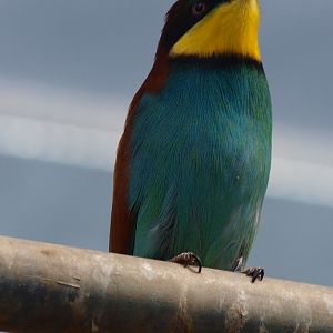 European bee-eater (April 19th, 2015)