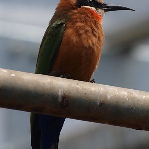 White-fronted bee-eater (April 19th, 2015)