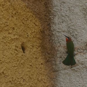 Bee-eater nesting hole (April 19th, 2015)
