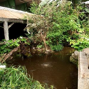 Duck, koi and turtle pond (April 19th, 2015)